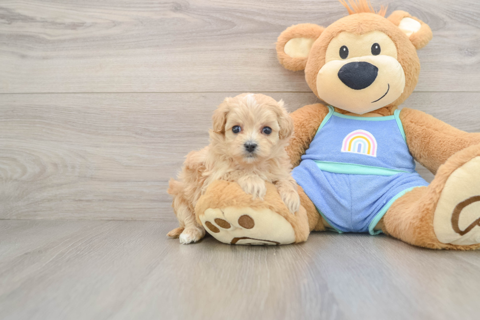 Maltipoo Pup Being Cute