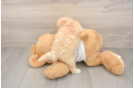 Playful Maltepoo Poodle Mix Puppy