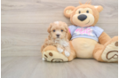 Friendly Maltipoo Baby