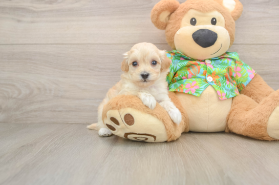 FUNYUN, a Maltipoo littermate
