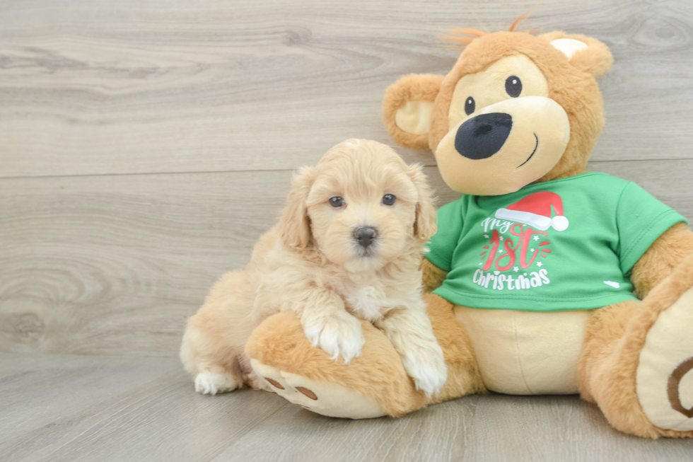 Maltipoo Pup Being Cute