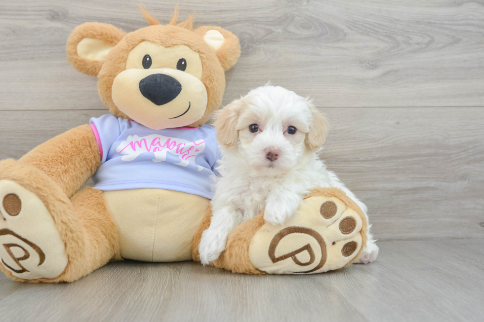 Popular Maltipoo Poodle Mix Pup