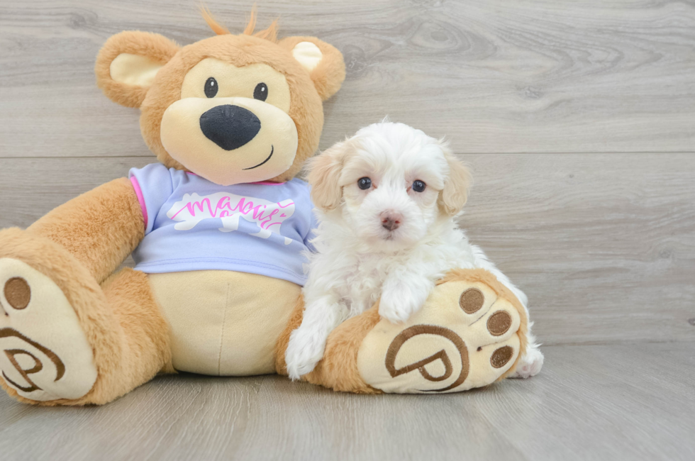 5 week old Maltipoo Puppy For Sale - Seaside Pups