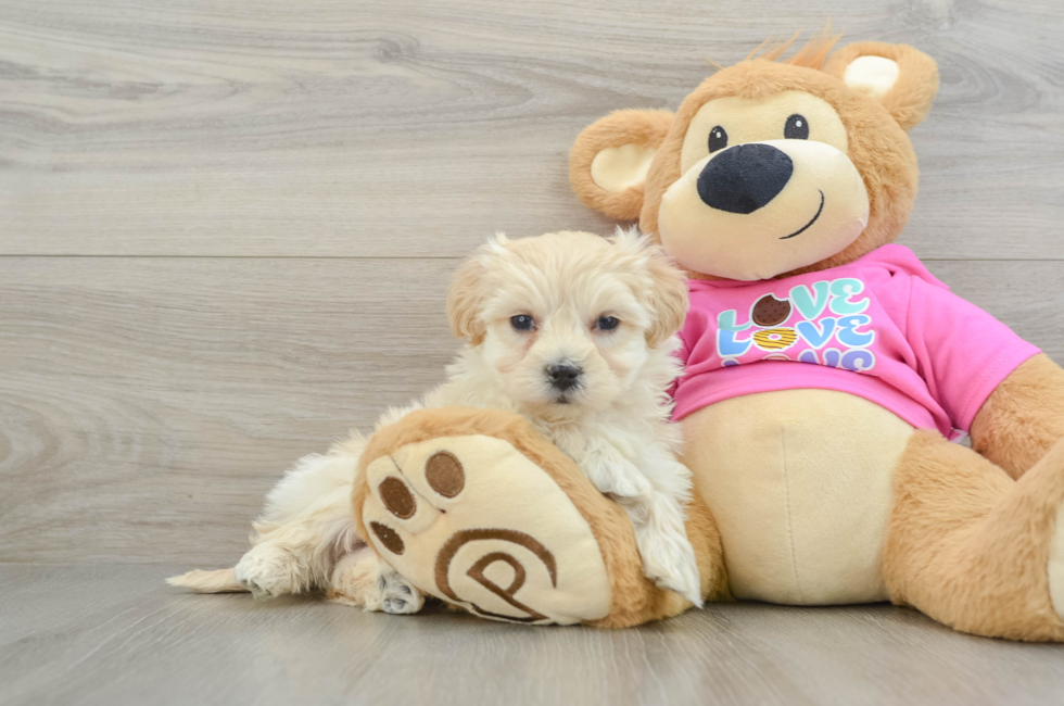 8 week old Maltipoo Puppy For Sale - Seaside Pups