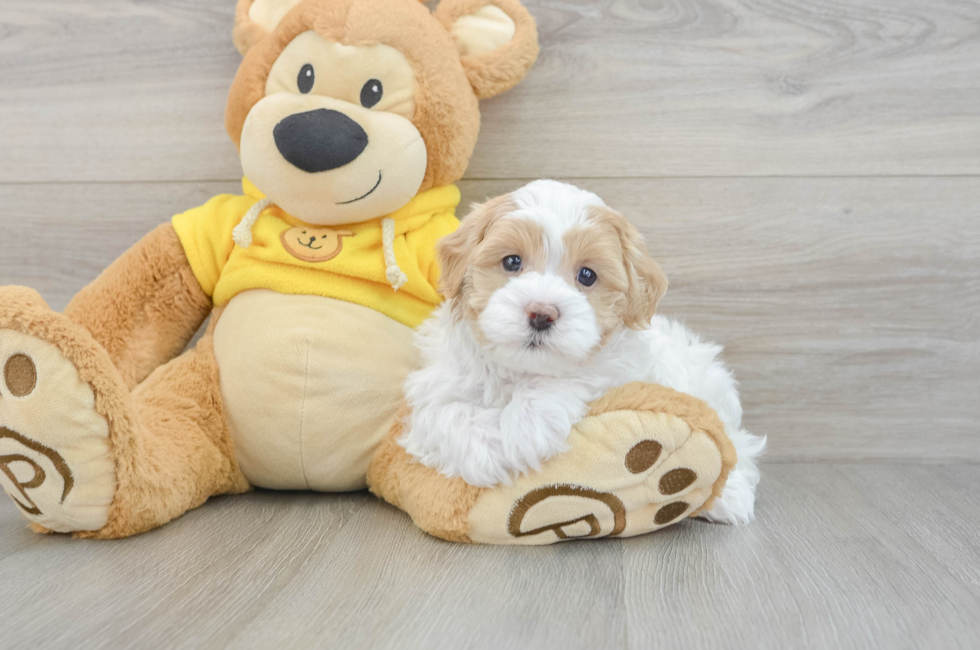 5 week old Maltipoo Puppy For Sale - Seaside Pups