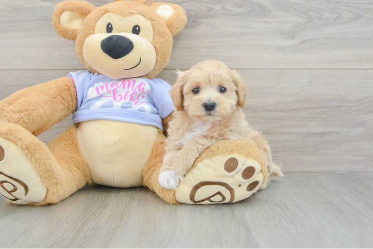 Maltipoo Pup Being Cute