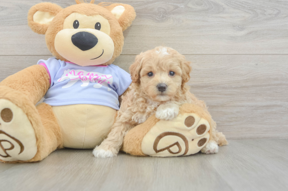5 week old Maltipoo Puppy For Sale - Seaside Pups
