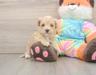 6 week old Maltipoo Puppy For Sale - Seaside Pups