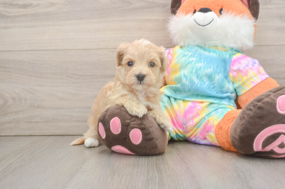 5 week old Maltipoo Puppy For Sale - Seaside Pups