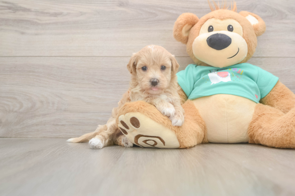 5 week old Maltipoo Puppy For Sale - Seaside Pups