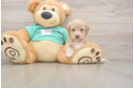 Maltipoo Puppy for Adoption