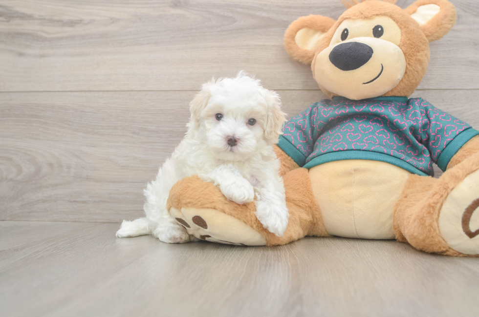 5 week old Maltipoo Puppy For Sale - Seaside Pups