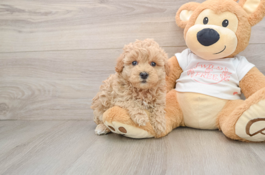 Energetic Moodle Poodle Mix Puppy