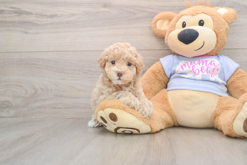 Maltipoo Pup Being Cute