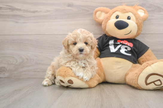 GELATO, a Maltipoo littermate