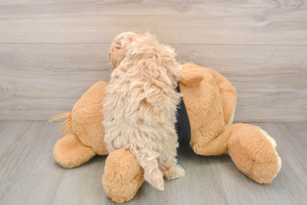 Best Maltipoo Baby