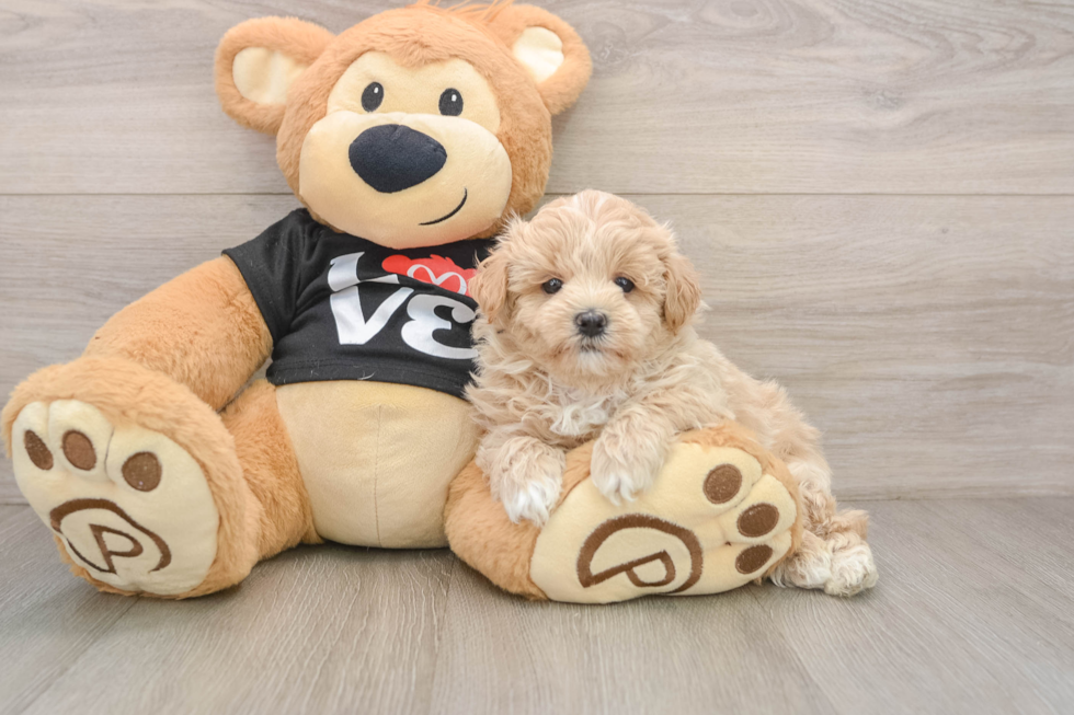 Maltipoo Pup Being Cute