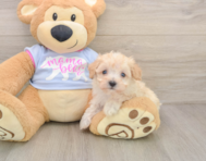 8 week old Maltipoo Puppy For Sale - Seaside Pups