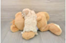 Fluffy Maltipoo Poodle Mix Pup