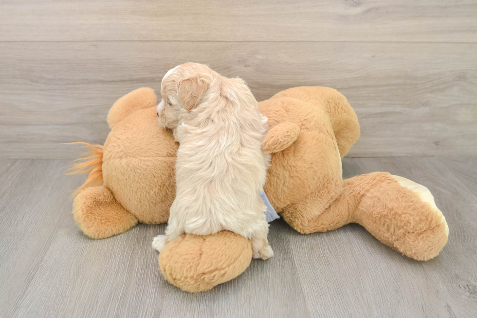 Fluffy Maltipoo Poodle Mix Pup