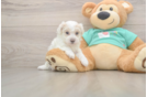 Maltipoo Puppy for Adoption