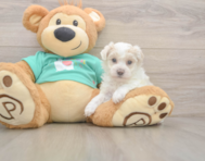 8 week old Maltipoo Puppy For Sale - Seaside Pups