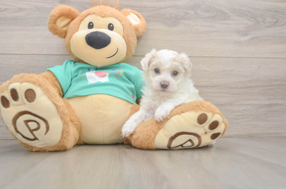 5 week old Maltipoo Puppy For Sale - Seaside Pups