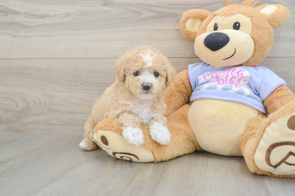 Maltipoo Puppy for Adoption