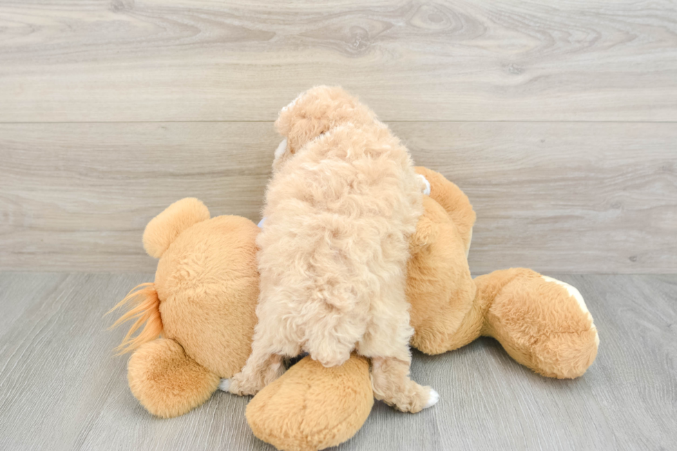 Friendly Maltipoo Baby