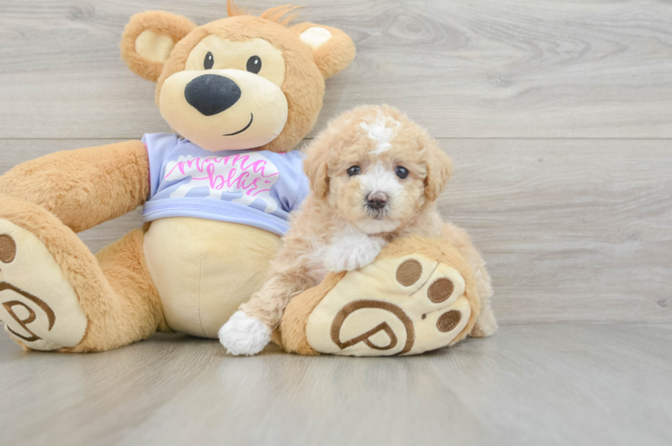 5 week old Maltipoo Puppy For Sale - Seaside Pups