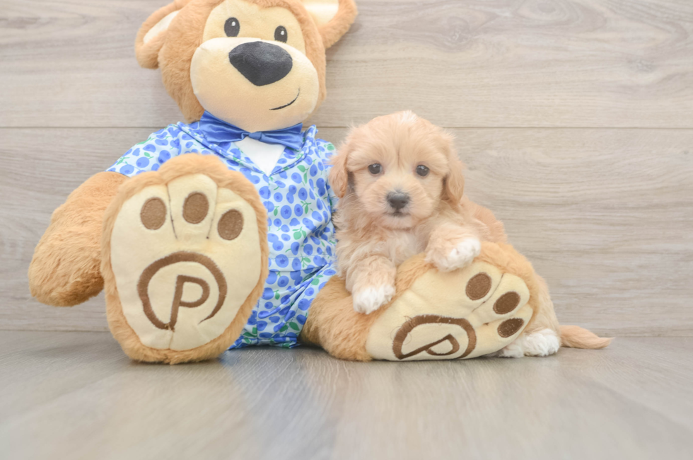 5 week old Maltipoo Puppy For Sale - Seaside Pups