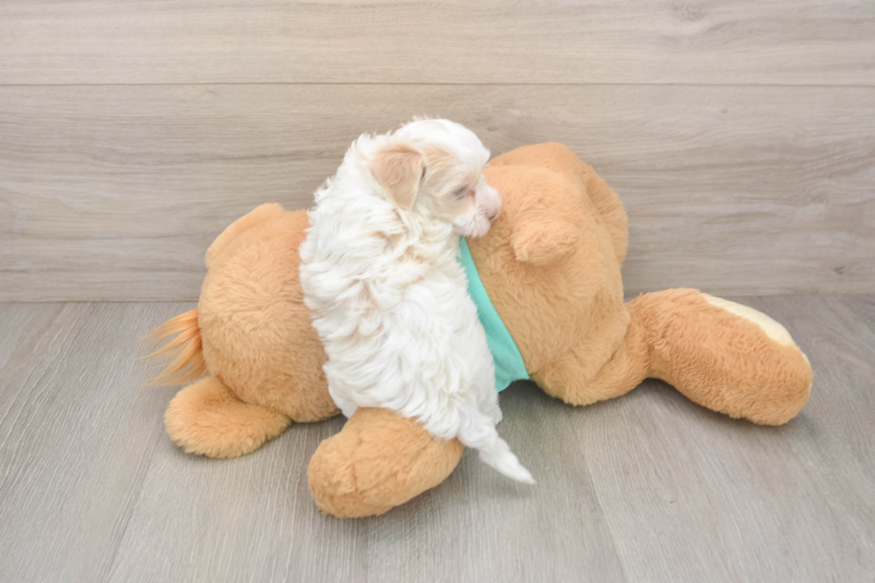 Maltipoo Pup Being Cute