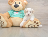 8 week old Maltipoo Puppy For Sale - Seaside Pups