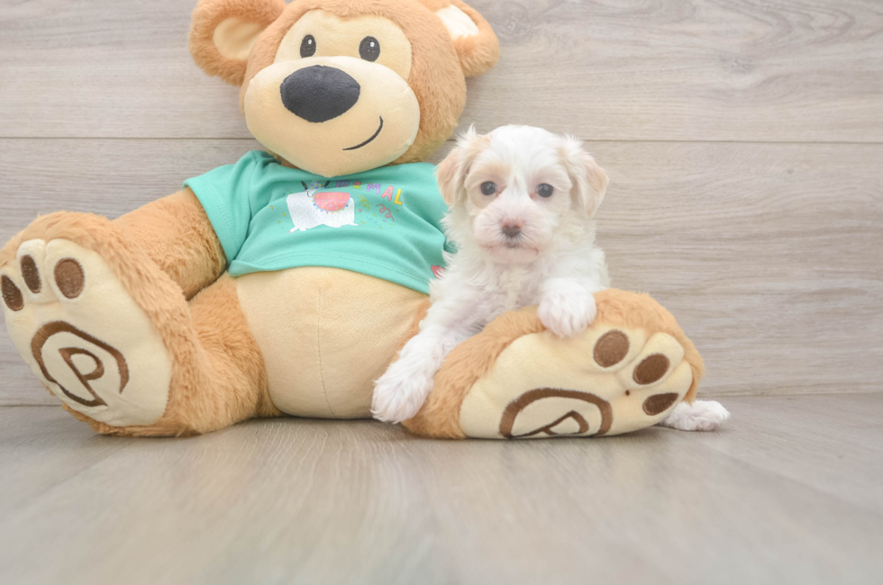 5 week old Maltipoo Puppy For Sale - Seaside Pups