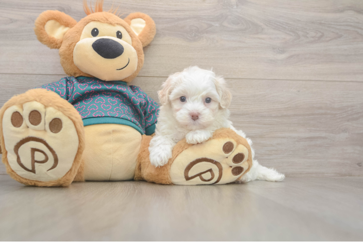 Fluffy Maltipoo Poodle Mix Pup