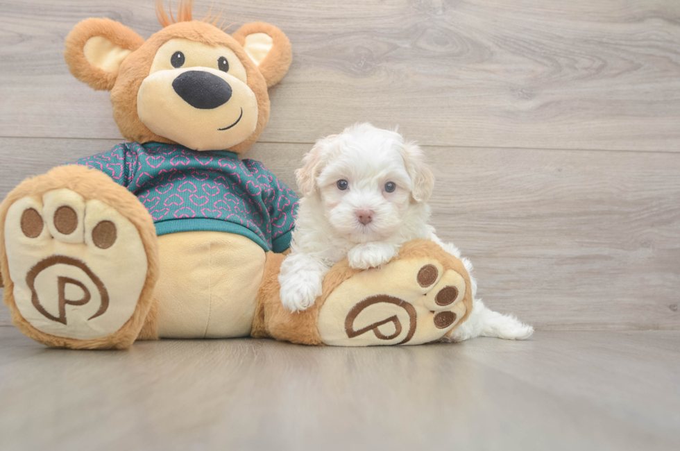 5 week old Maltipoo Puppy For Sale - Seaside Pups