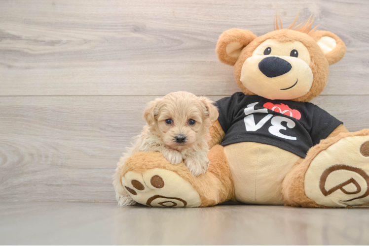 Popular Maltipoo Poodle Mix Pup
