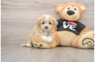 Fluffy Maltipoo Poodle Mix Pup
