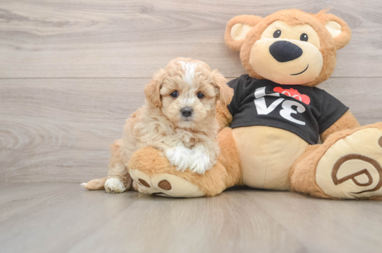 Fluffy Maltipoo Poodle Mix Pup