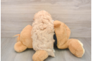 Smart Maltipoo Poodle Mix Pup