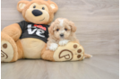 Maltipoo Puppy for Adoption