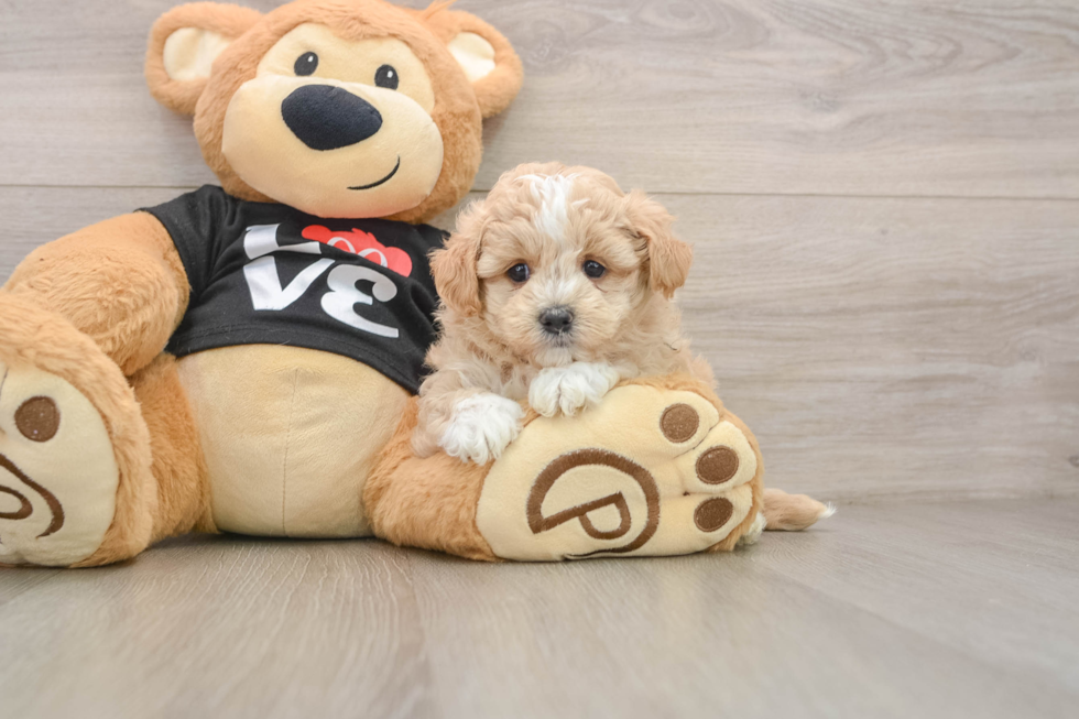 Maltipoo Puppy for Adoption