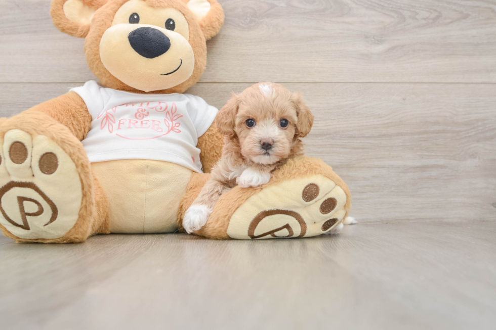 Funny Maltipoo Poodle Mix Pup