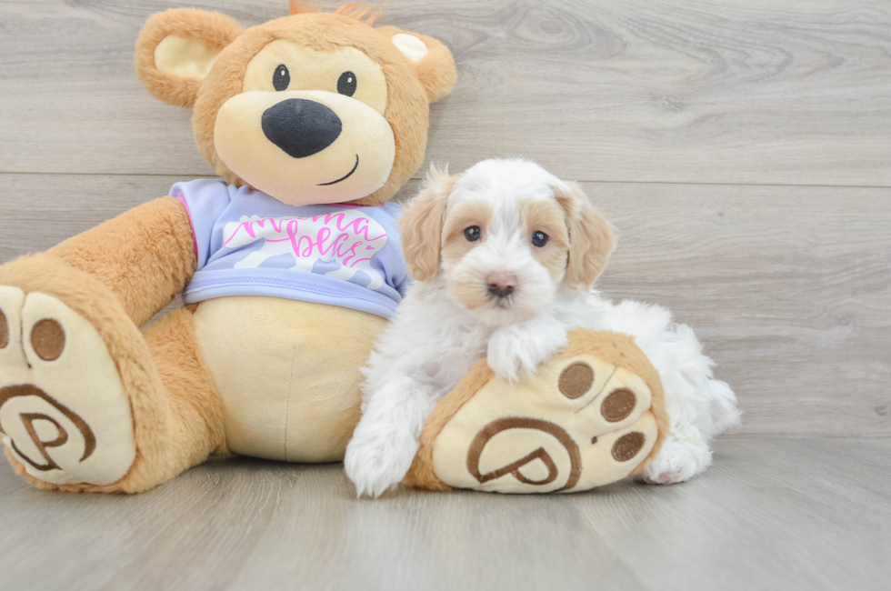 5 week old Maltipoo Puppy For Sale - Seaside Pups