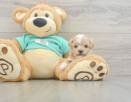 8 week old Maltipoo Puppy For Sale - Seaside Pups