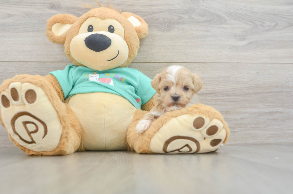 9 week old Maltipoo Puppy For Sale - Seaside Pups