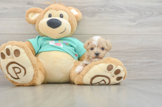 Maltipoo Puppy for Adoption