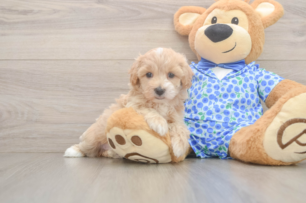 5 week old Maltipoo Puppy For Sale - Seaside Pups