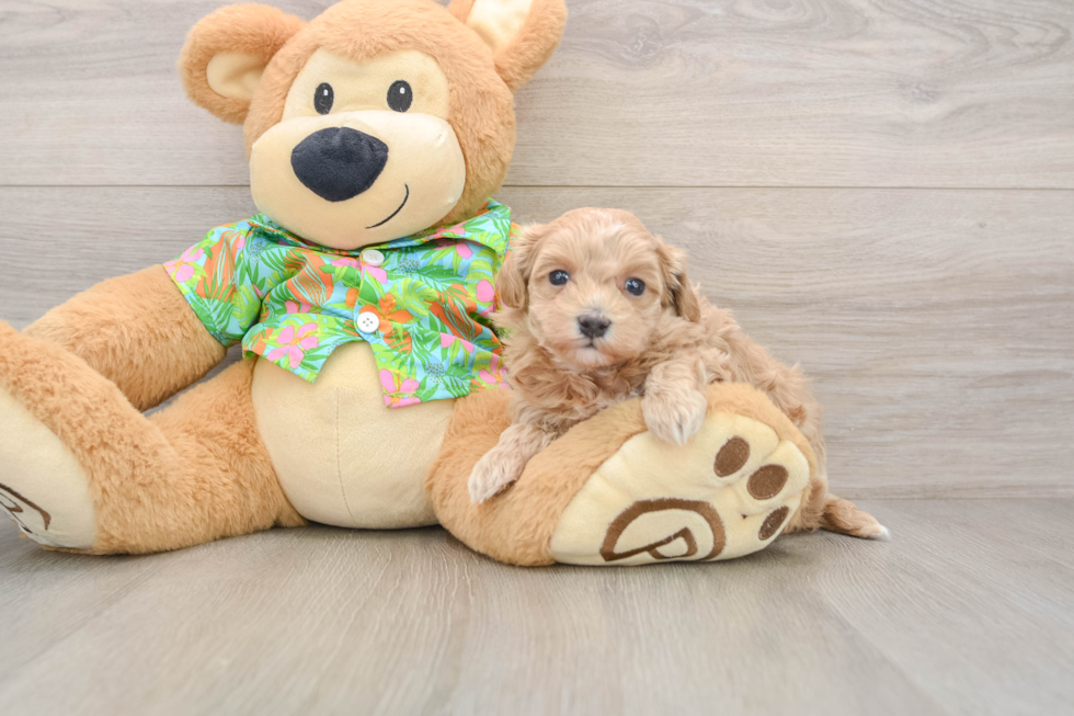 Popular Maltipoo Poodle Mix Pup