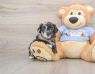 8 week old Maltipoo Puppy For Sale - Seaside Pups